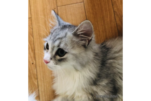 成約済の大阪府のミヌエット-68844の2枚目